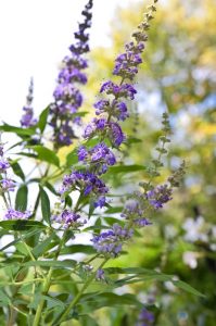 Vitex Agnus Castus, der Mönchspfeffer. Seit Jahrhunderten ein homöopathisches Heilmittel, dem man ganz unterschiedliche Wirkungen zuschreibt.