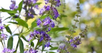 Vitex Agnus Castus, der Mönchspfeffer. Seit Jahrhunderten ein homöopathisches Heilmittel, dem man ganz unterschiedliche Wirkungen zuschreibt.