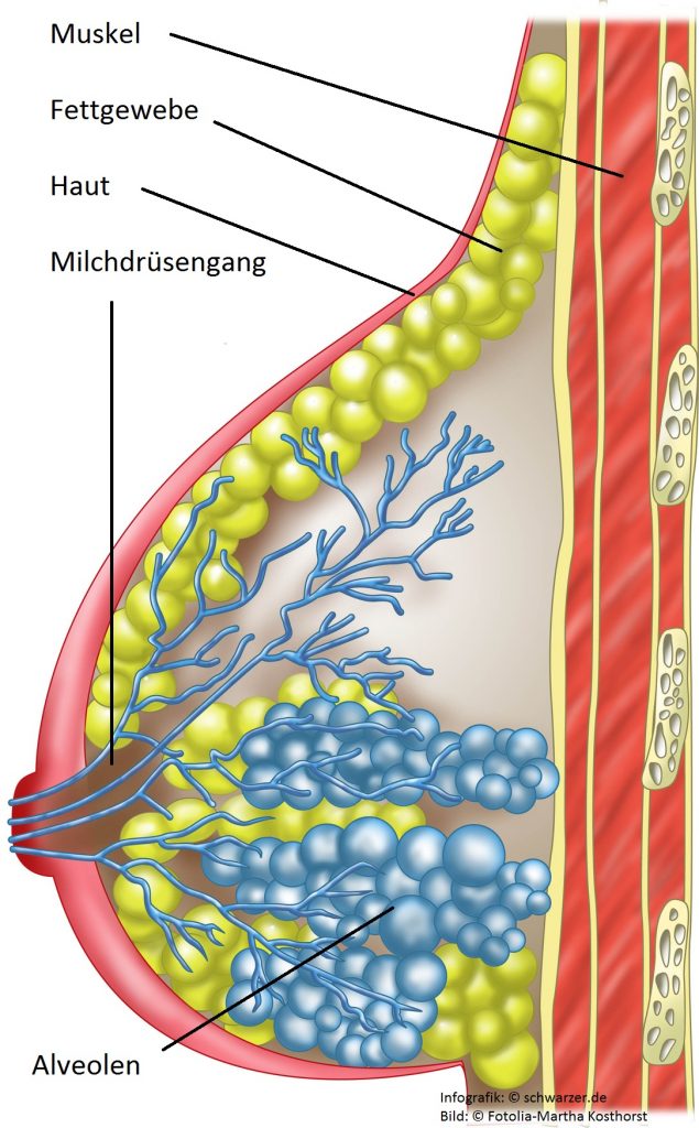 Infografik: Von den Alveolen fließt die Milch durch die Drüsengänge Richtung Brustwarzen (#01)
