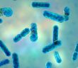 Neue Erkenntnisse zur Anpassungsfähigkeit von Darmbakterien an (Foto: AdobeStock - Dr_Microbe 467308102)